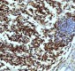 Anti-CD4 Rabbit Monoclonal Antibody
